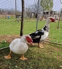 Két pézsmaréce a füvön