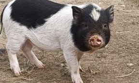 Fekete-fehér mini malac